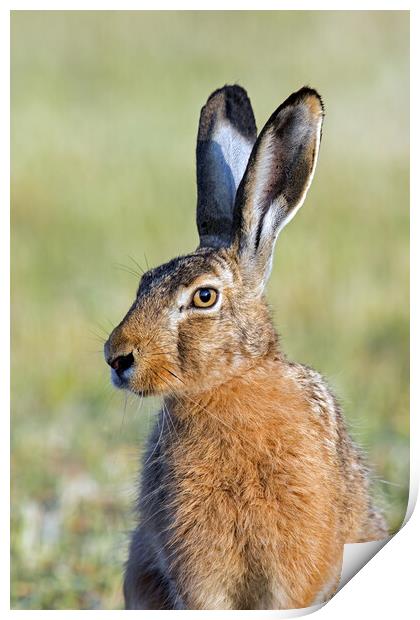 Brown Hare Close-Up Print by Arterra 