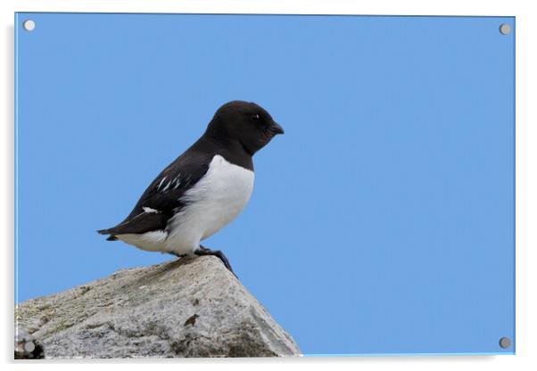 Little Auk Acrylic by Arterra 