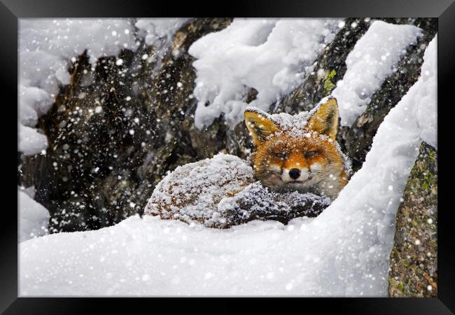 Red Fox during Snowfall Framed Print by Arterra 