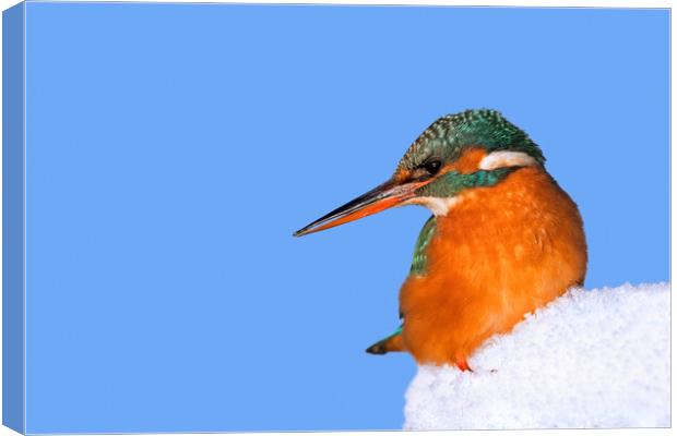 Common Kingfisher in Winter Canvas Print by Arterra 