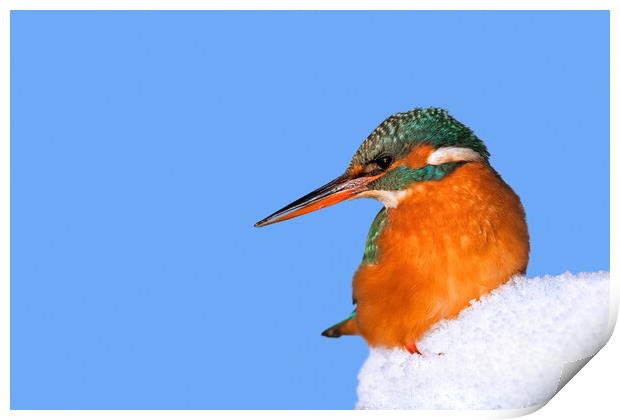 Common Kingfisher in Winter Print by Arterra 