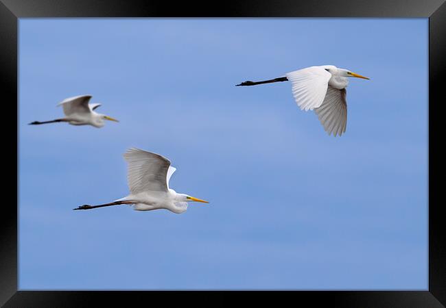 Great White Egrets in Flight Framed Print by Arterra 