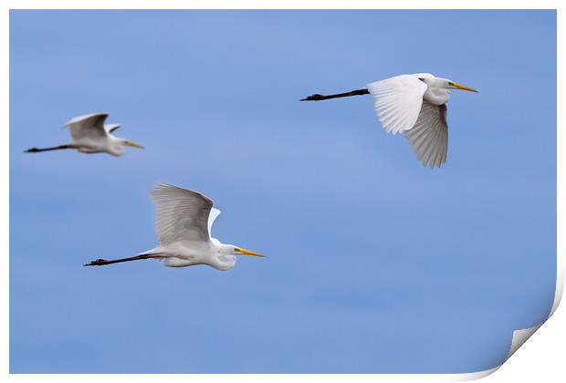 Great White Egrets in Flight Print by Arterra 
