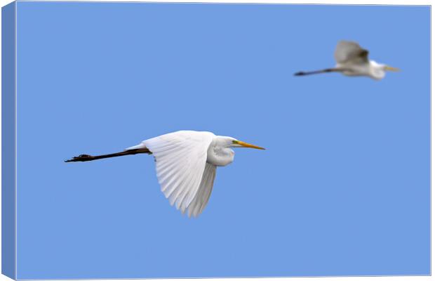 Two Flying Great White Egrets Canvas Print by Arterra 