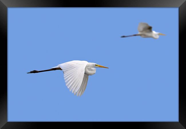 Two Flying Great White Egrets Framed Print by Arterra 