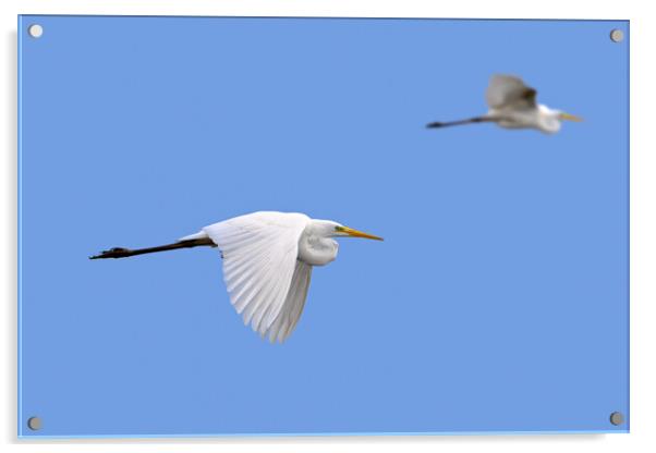 Two Flying Great White Egrets Acrylic by Arterra 