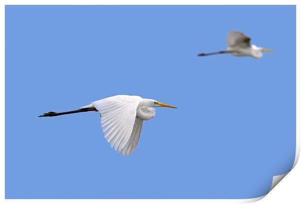 Two Flying Great White Egrets Print by Arterra 