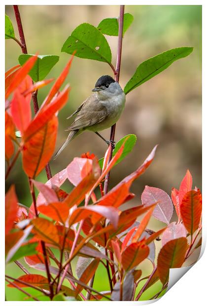 Eurasian Blackcap Print by Arterra 