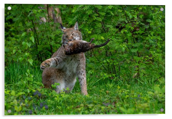 Lynx with Prey in Forest Acrylic by Arterra 