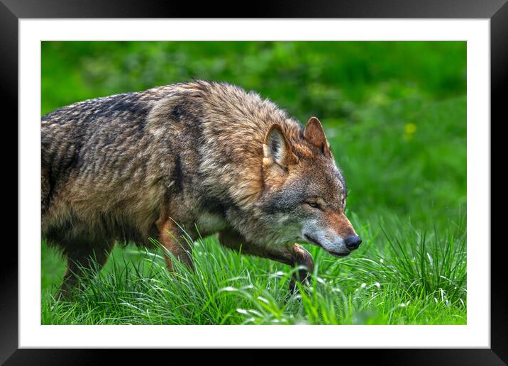 Wolf Stalking Prey Framed Mounted Print by Arterra 