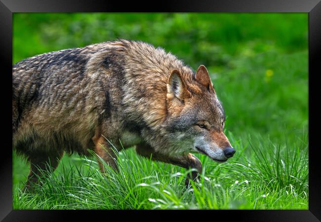 Wolf Stalking Prey Framed Print by Arterra 