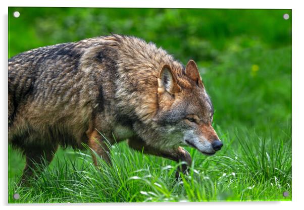 Wolf Stalking Prey Acrylic by Arterra 