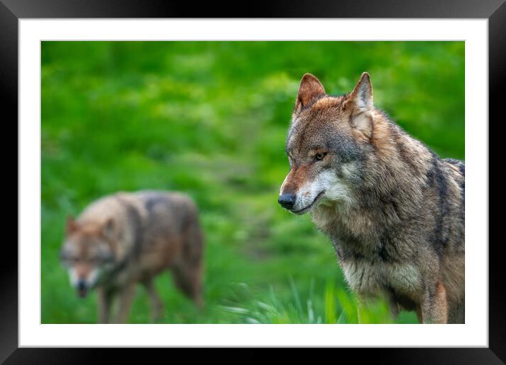 Two Wolves on the Hunt Framed Mounted Print by Arterra 