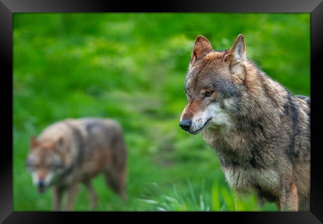 Two Wolves on the Hunt Framed Print by Arterra 
