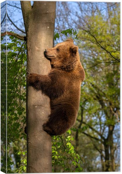 Brown Bear Climbing Tree Canvas Print by Arterra 