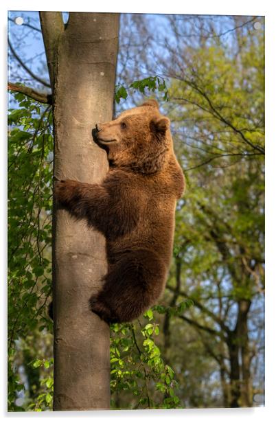 Brown Bear Climbing Tree Acrylic by Arterra 
