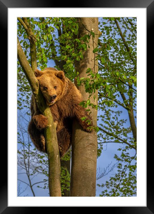 Brown Bear Stuck in Tree Framed Mounted Print by Arterra 
