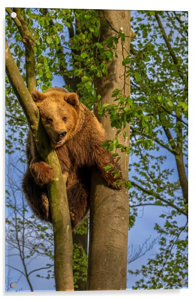 Brown Bear Stuck in Tree Acrylic by Arterra 
