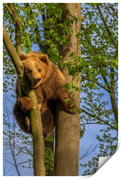 Brown Bear Stuck in Tree Print by Arterra 