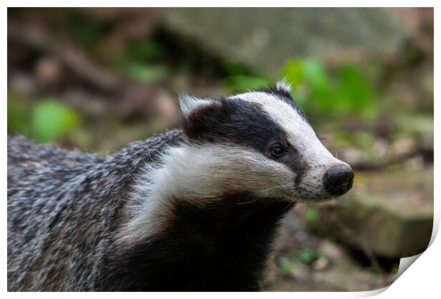 European Badger Close-Up Print by Arterra 