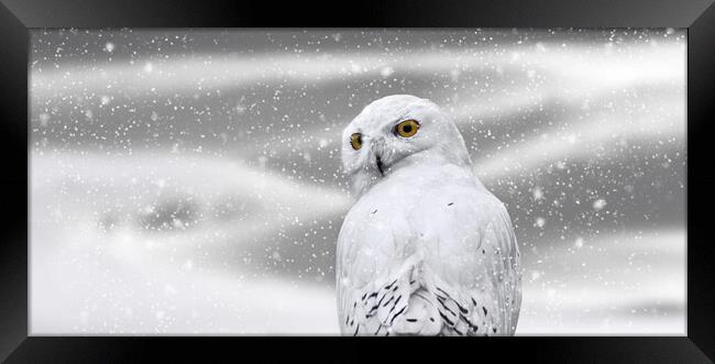 Snowy Owl in Winter Framed Print by Arterra 