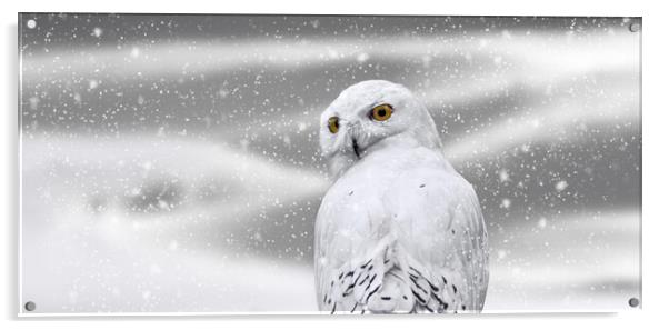 Snowy Owl in Winter Acrylic by Arterra 