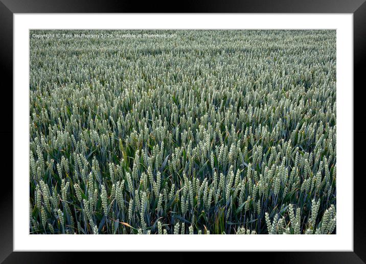 Field of Barley Framed Mounted Print by Tom McPherson