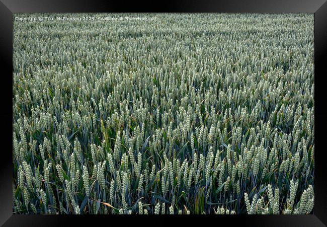 Field of Barley Framed Print by Tom McPherson