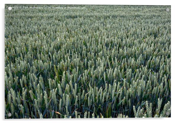 Field of Barley Acrylic by Tom McPherson