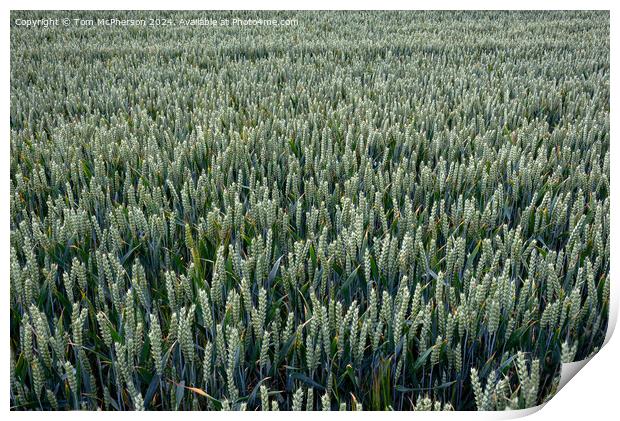 Field of Barley Print by Tom McPherson