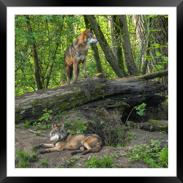 Two Wolves at Den Framed Mounted Print by Arterra 