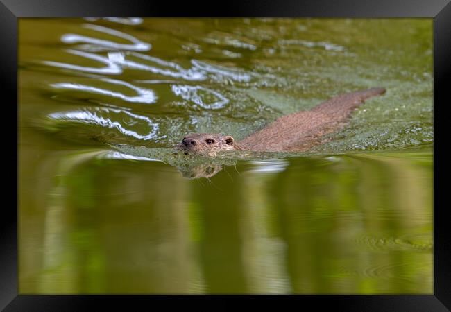 Swimming River Otter Framed Print by Arterra 