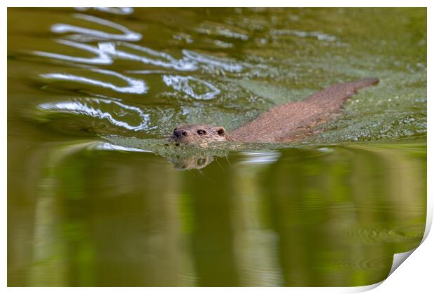 Swimming River Otter Print by Arterra 