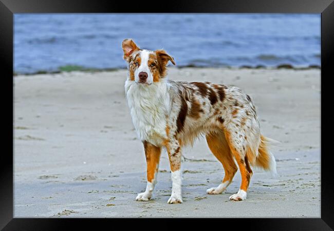 Australian Shepherd on the Beach Framed Print by Arterra 