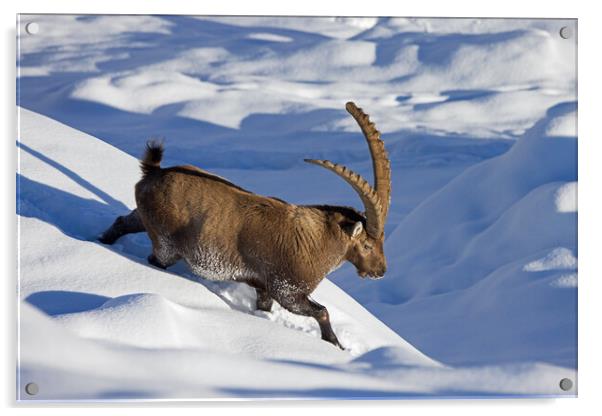Alpine Ibex in the Snow Acrylic by Arterra 
