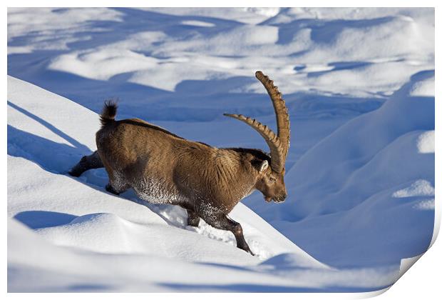 Alpine Ibex in the Snow Print by Arterra 