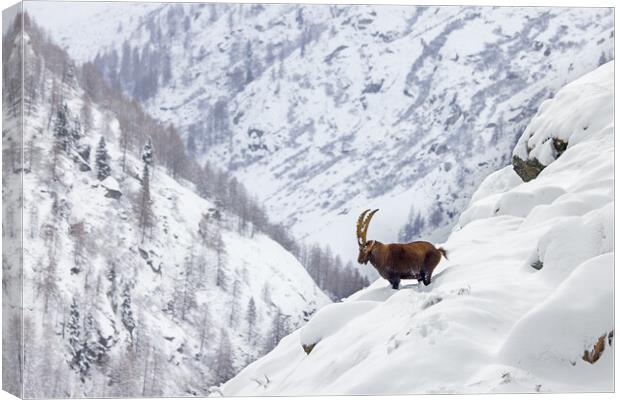 Alpine Ibex in the Alps Canvas Print by Arterra 