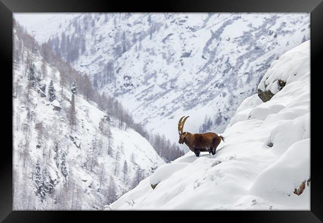 Alpine Ibex in the Alps Framed Print by Arterra 