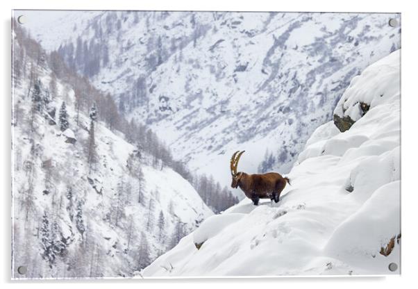 Alpine Ibex in the Alps Acrylic by Arterra 