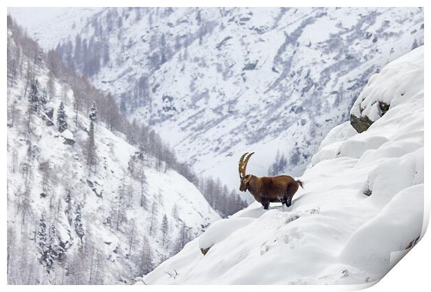 Alpine Ibex in the Alps Print by Arterra 