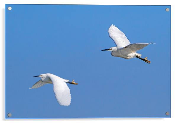 Two Little Egrets in Flight Acrylic by Arterra 