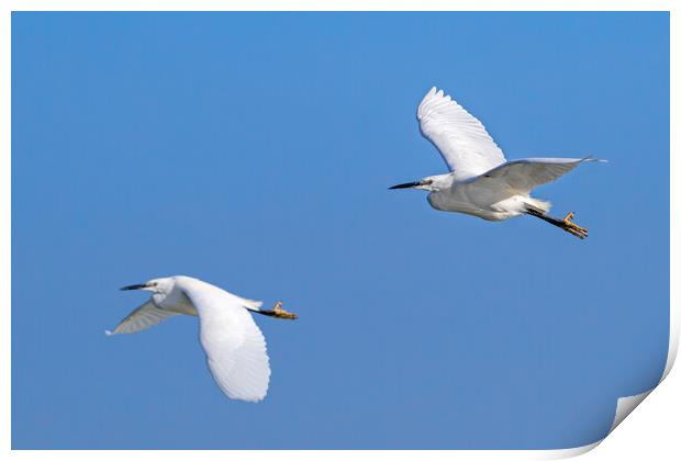 Two Little Egrets in Flight Print by Arterra 