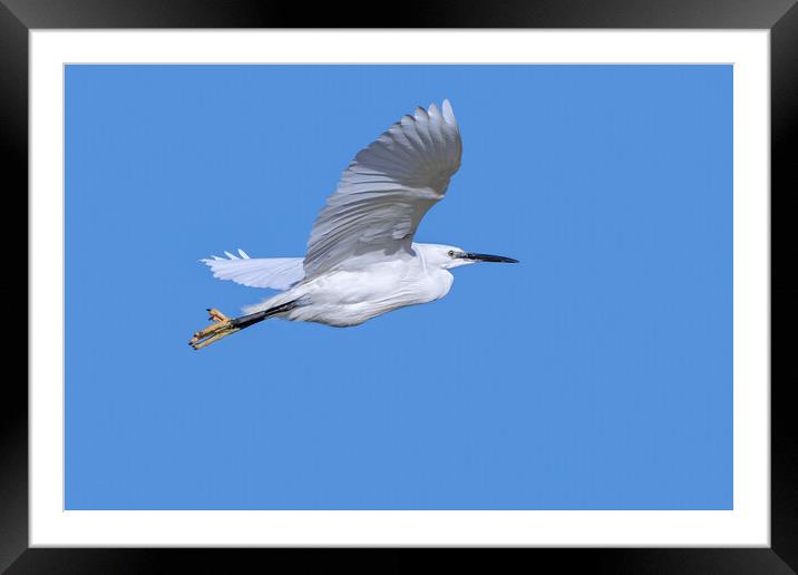 Flying Little Egret Framed Mounted Print by Arterra 