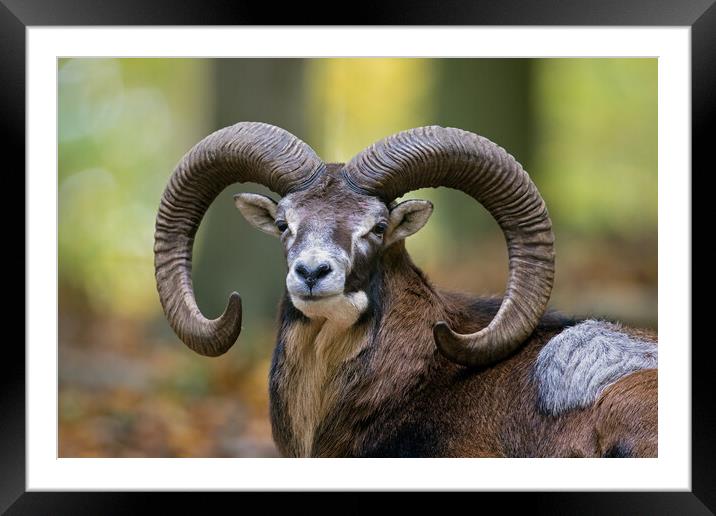 European Mouflon Ram Framed Mounted Print by Arterra 