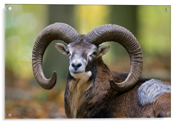 European Mouflon Ram Acrylic by Arterra 