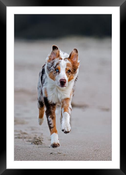 Australian Shepherd Dog Running Framed Mounted Print by Arterra 