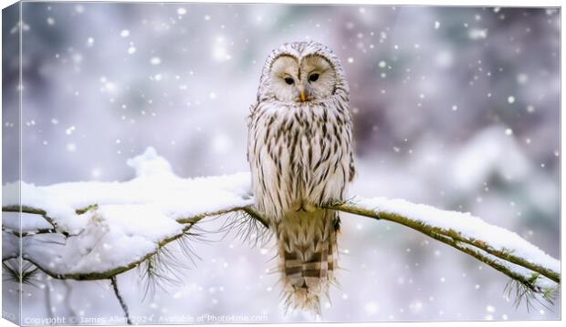 Cute Tawny Owl In Winter Wonderland  Canvas Print by James Allen