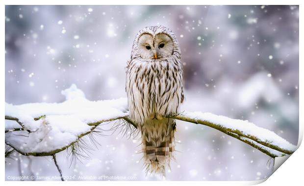 Cute Tawny Owl In Winter Wonderland  Print by James Allen