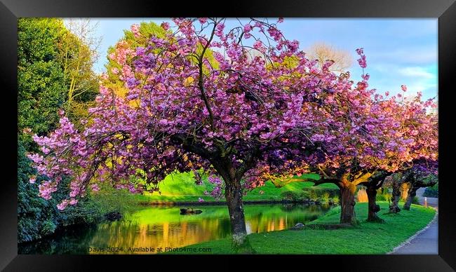Cherry Blossoms Sefton Park Framed Print by Michele Davis
