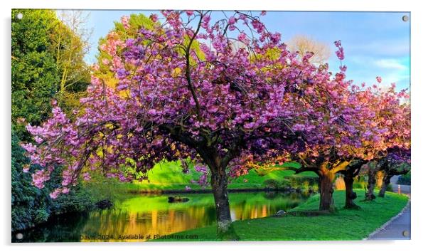 Cherry Blossoms Sefton Park Acrylic by Michele Davis